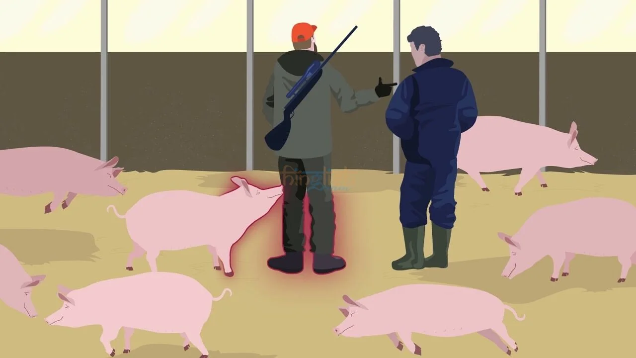 swine fever