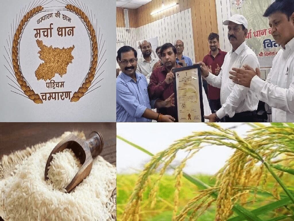 Bihar's Marcha Dhan rice obtains Geographical Indication (GI) tag, ensuring better prices for farmers. Learn about its unique attributes and significance.